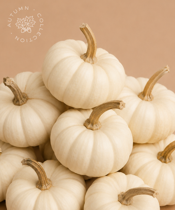 FALL Mini Pumpkins White [8 pack]