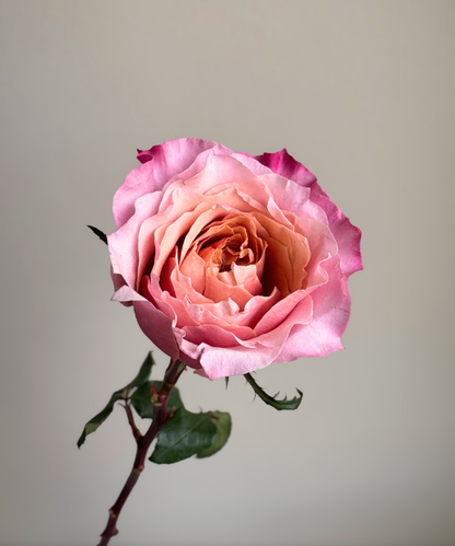 Garden Rose Pink Miyabi Bunch