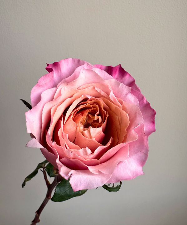 Garden Rose Pink Miyabi Bunch