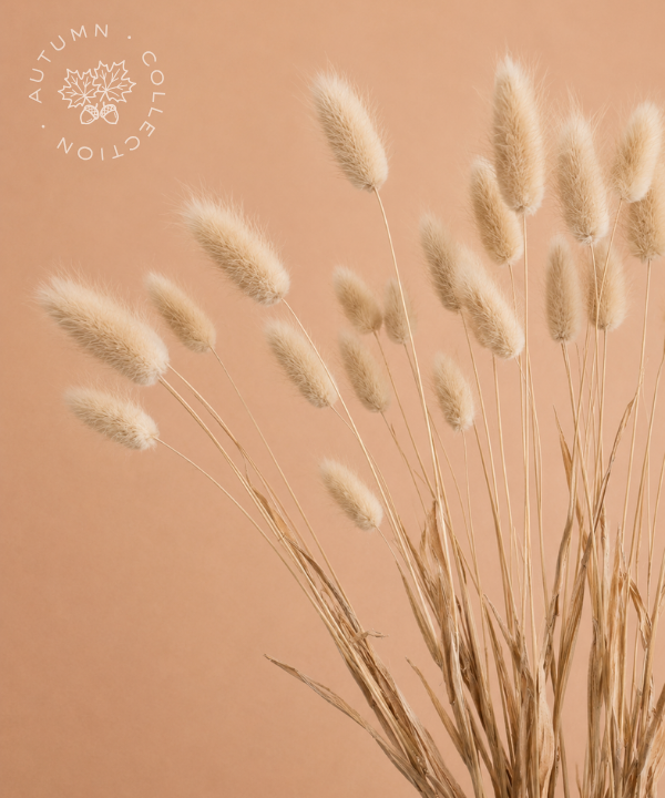 FALL Dried Bunny Tails Natural Bunch