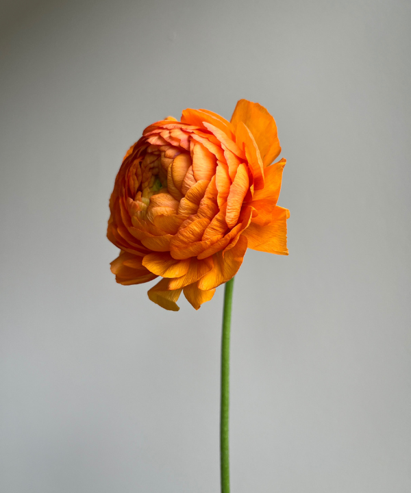 Ranunculus Orange Bunch