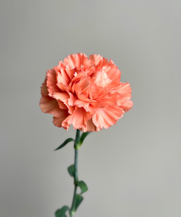 Carnations Orange Bunch