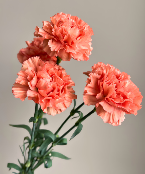 Carnations Orange Bunch