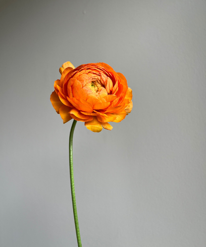 Ranunculus Orange Bunch
