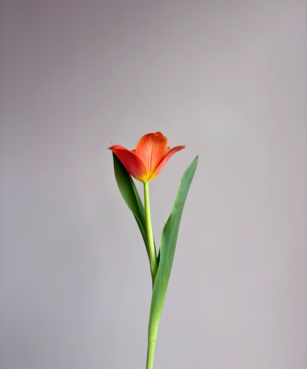 Tulip Orange Bunch