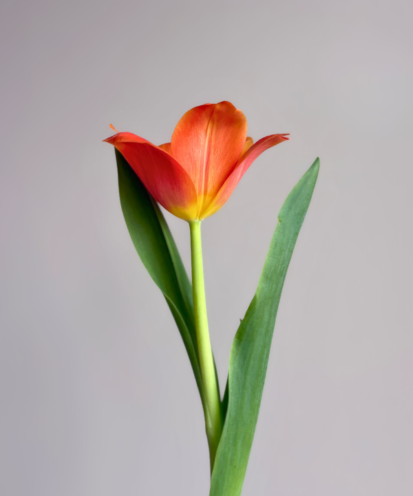 Tulip Orange Bunch