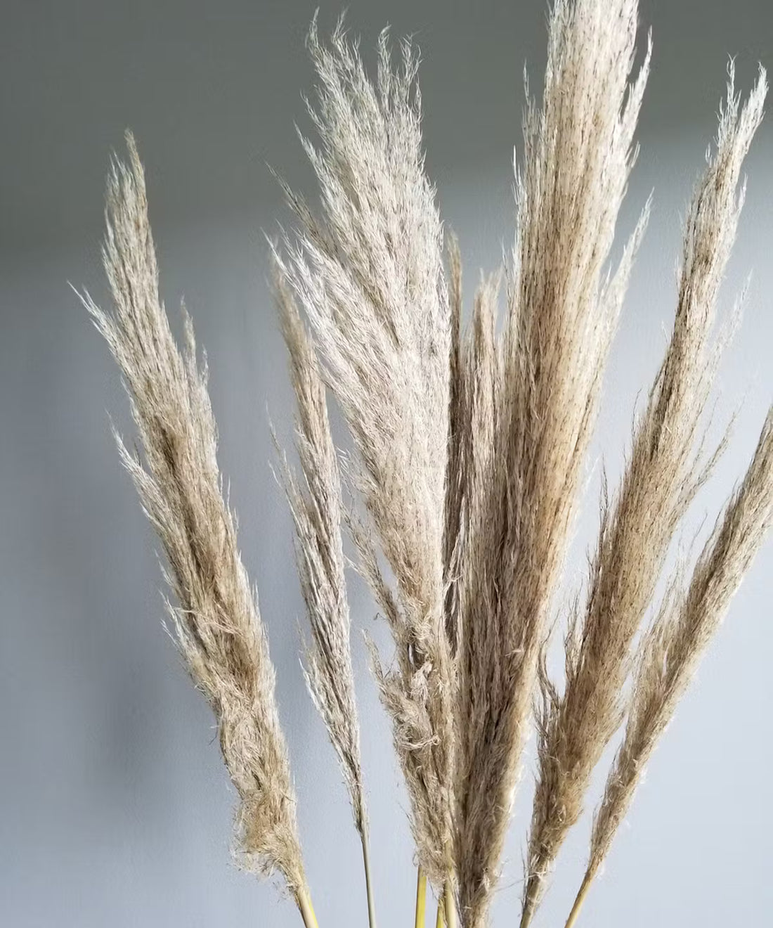 Dried Pampas Bunch