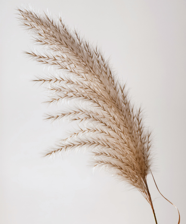 Dried Pampas Bunch