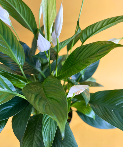 Spathiphyllum Pack