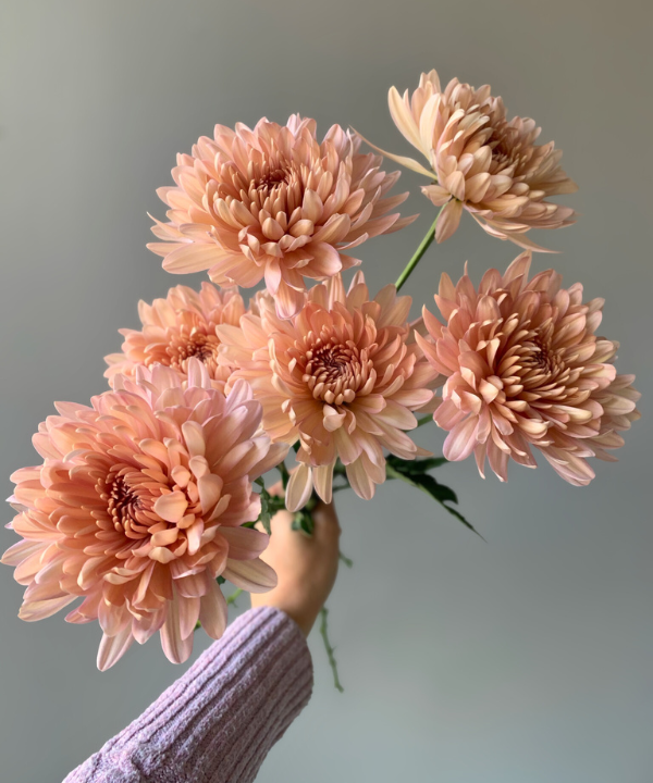 Cremone Mum Peach Bunch