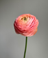 Ranunculus Peach Bunch