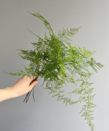 Plumosa Bunch