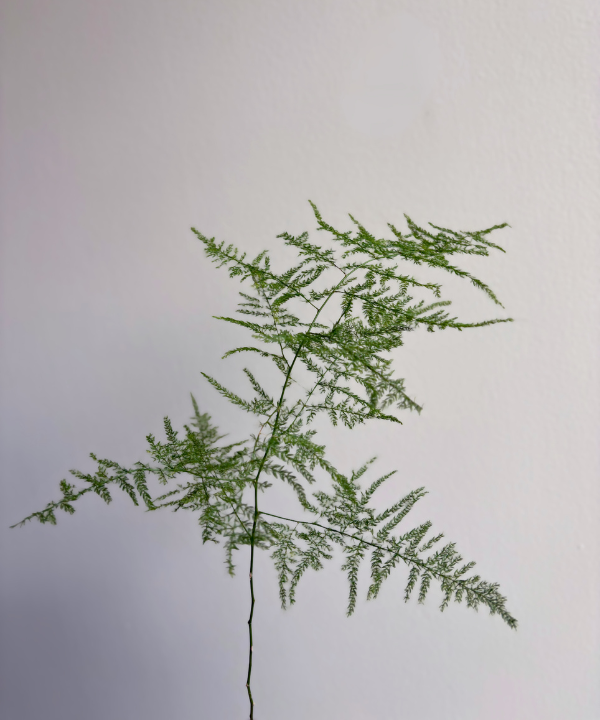 Plumosa Bunch