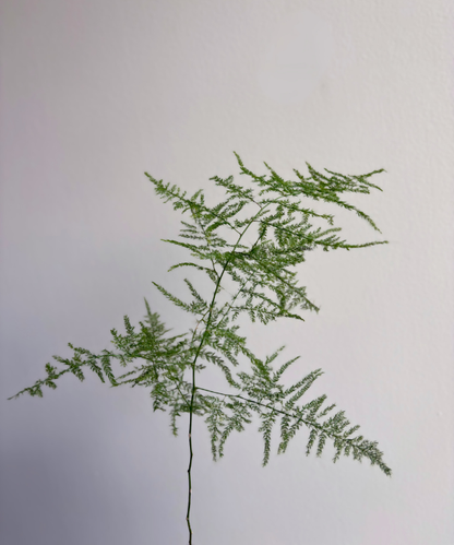 Plumosa Bunch