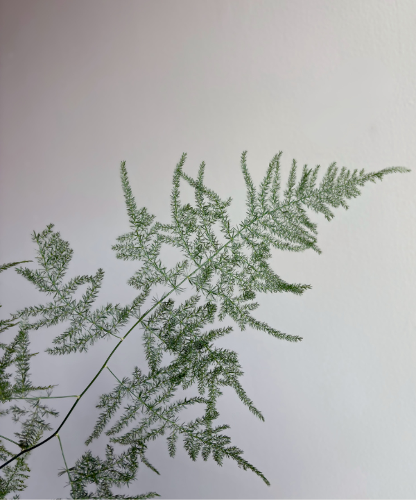 Plumosa Bunch