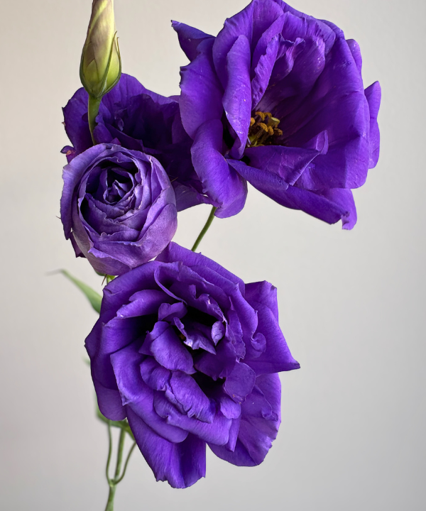 Lisianthus Purple Bunch