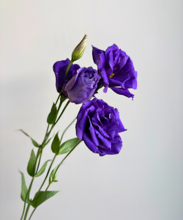 Lisianthus Purple Bunch