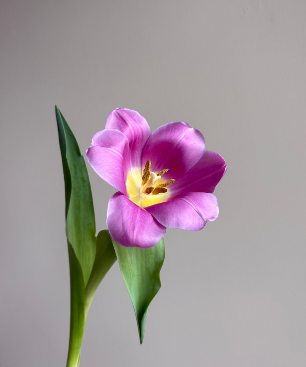 Tulip Purple Bunch