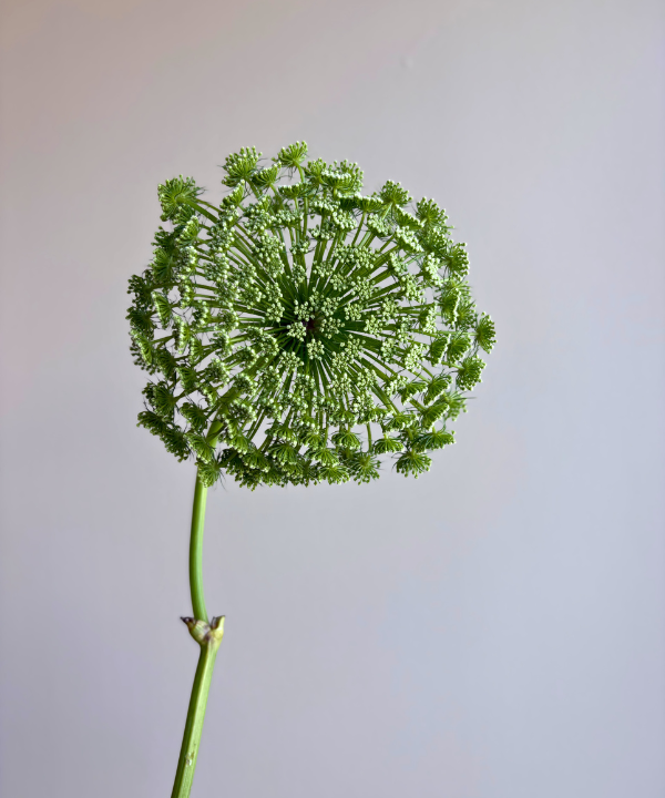 Green Mist Queen Anne&
