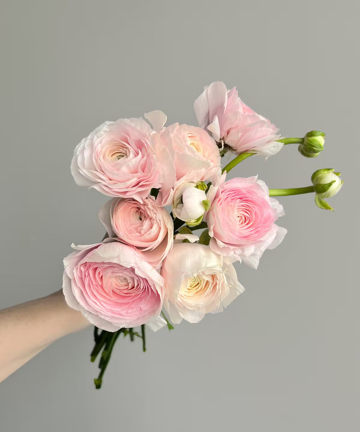 Ranunculus Blush Pink Hanoi Bunch