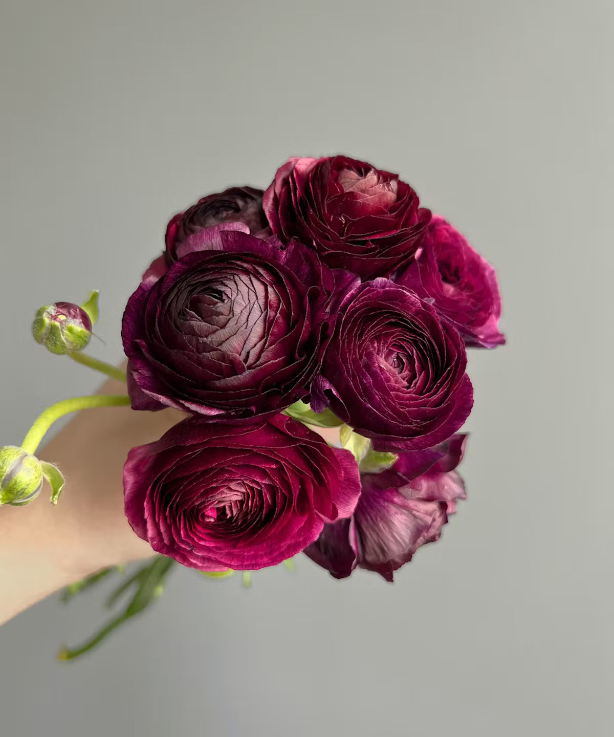 Ranunculus Purple Bunch