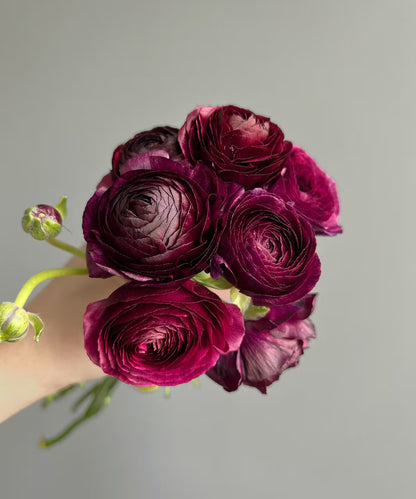 Ranunculus Purple Bunch