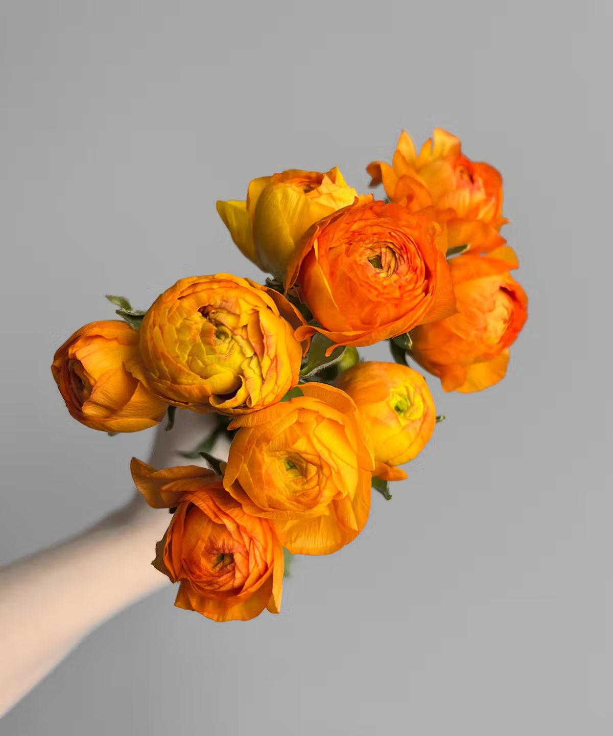 Ranunculus Orange Bunch