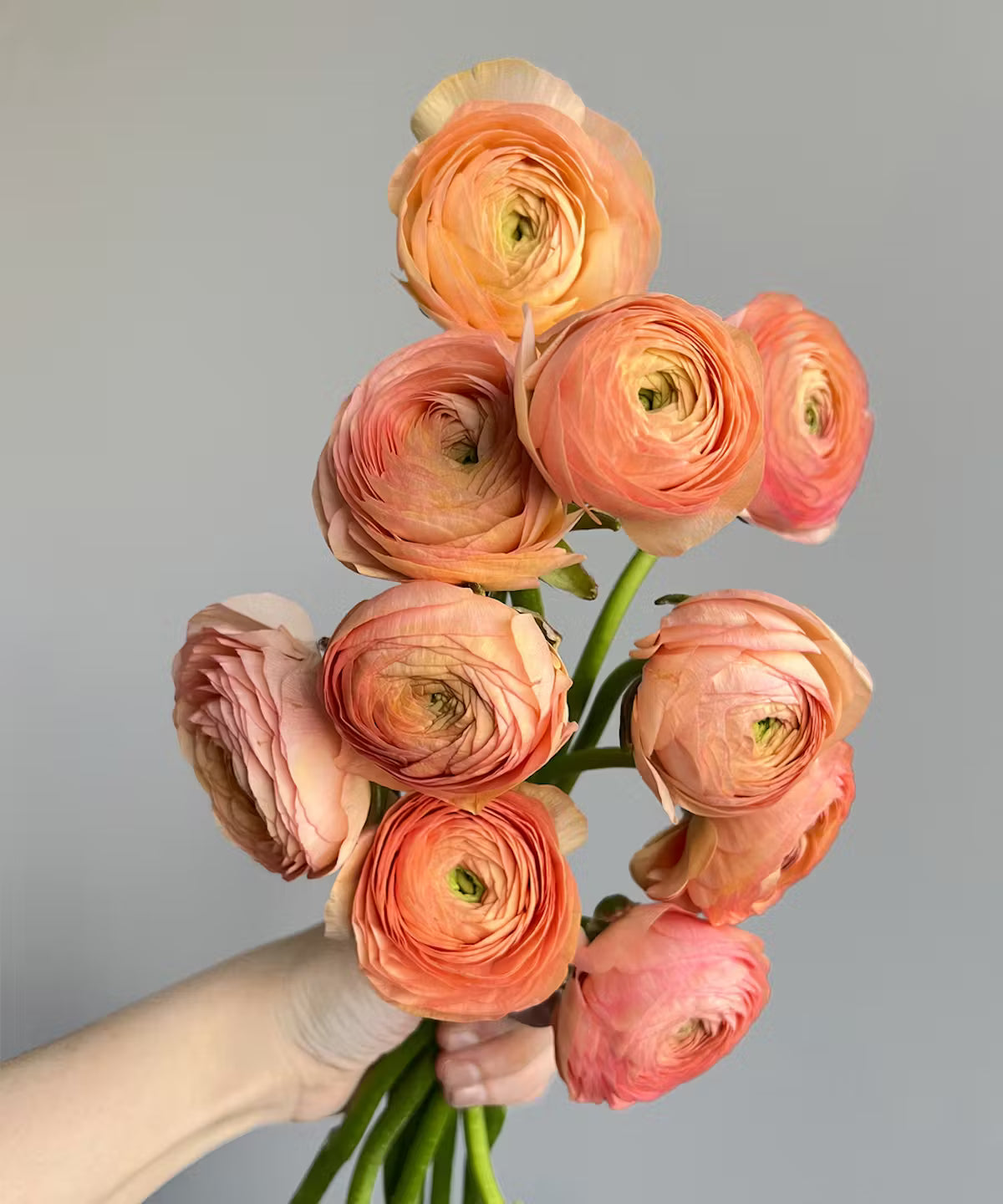 Ranunculus Peach Bunch