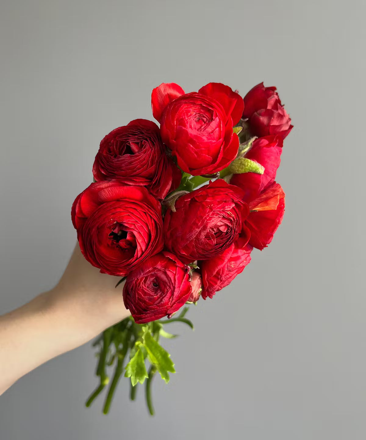 Ranunculus Red Bunch