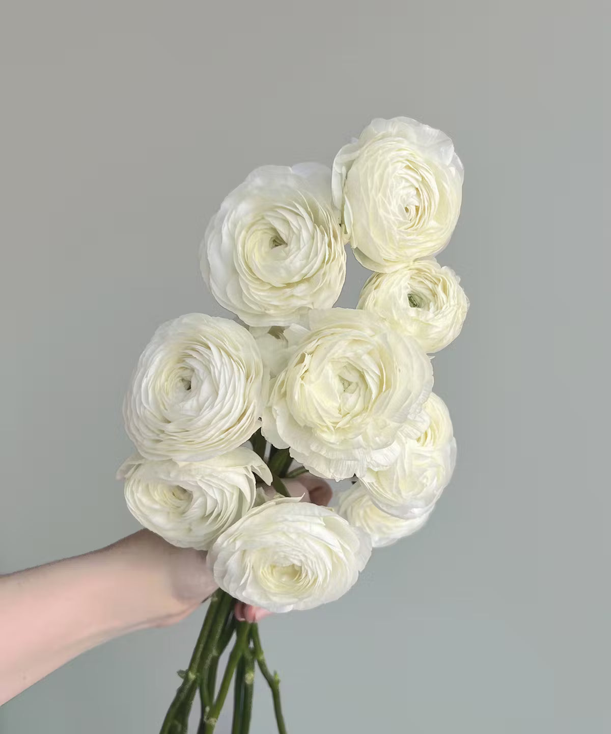 Ranunculus White Bunch