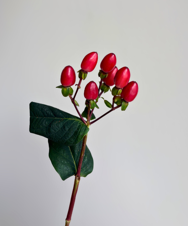 Hypericum Berries Red Bunch