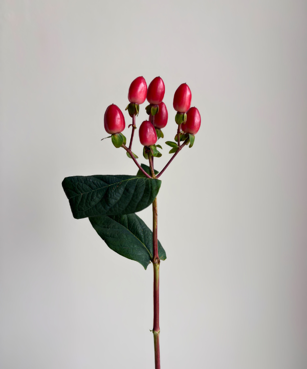 Hypericum Berries Red Bunch