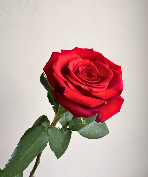 Rose Red Bunch