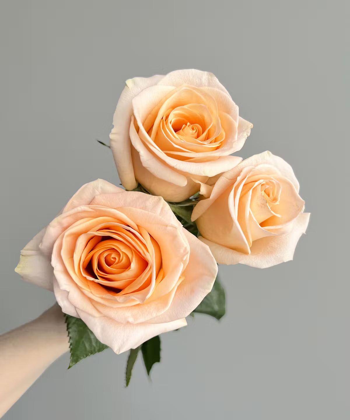 Rose Peach Bunch
