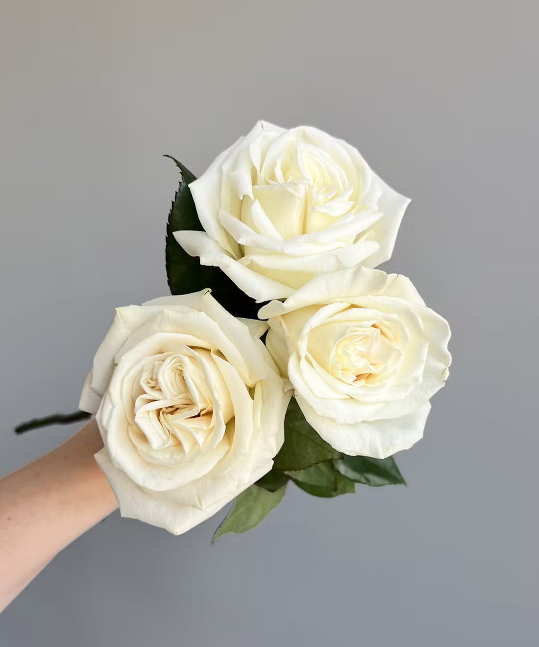 Rose White Bunch