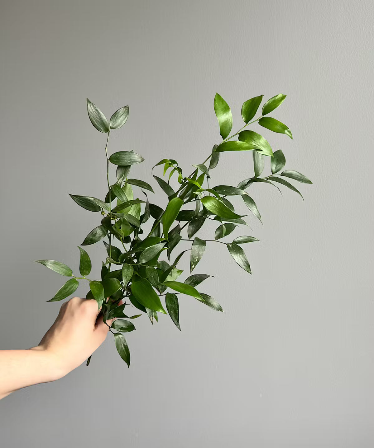Italian Ruscus Bunch