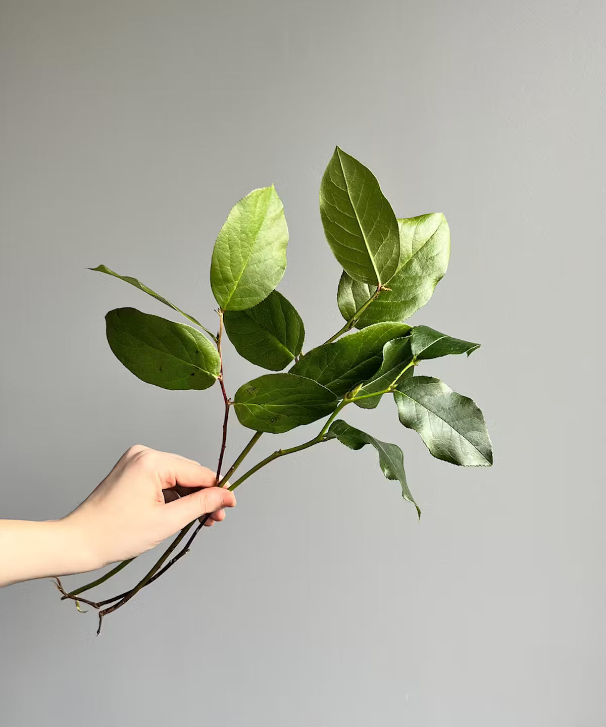 Salal Lemon Leaf Tip Bunch