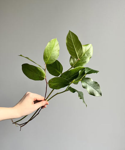Salal Lemon Leaf Tip Bunch