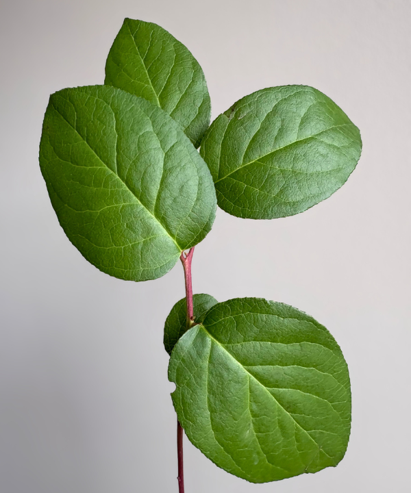 Salal Lemon Leaf Tip Bunch