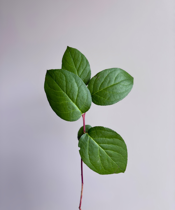 Salal Lemon Leaf Tip Bunch