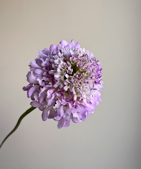 Scabiosa Lavender Bunch