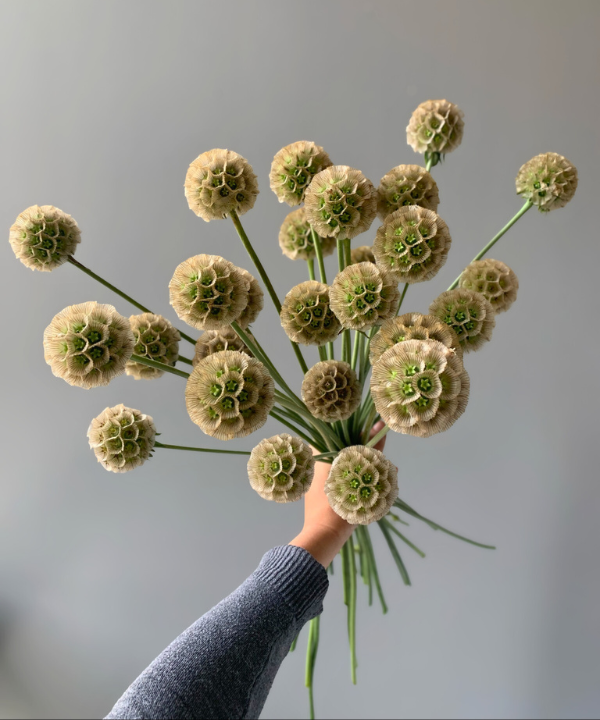 Scabiosa Pod Bunch