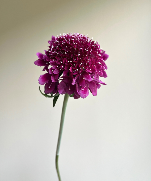 Scabiosa Purple Bunch