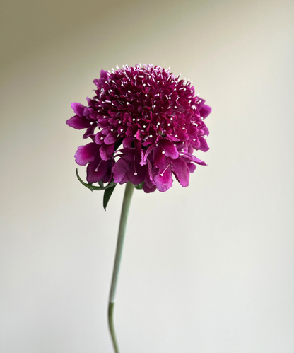 Scabiosa Purple Bunch