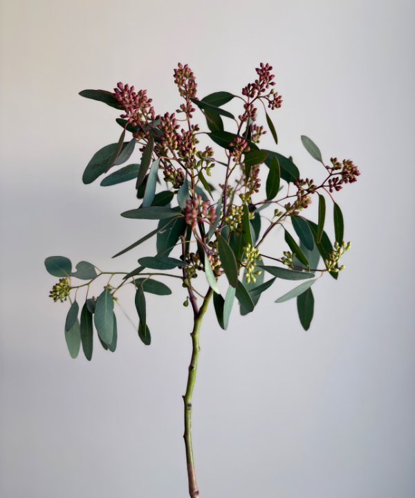 Eucalyptus Seeded Bunch