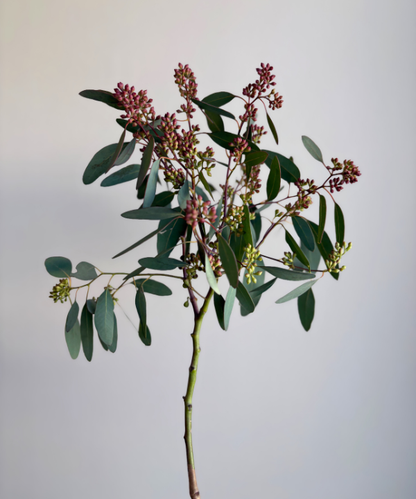 Eucalyptus Seeded Bunch