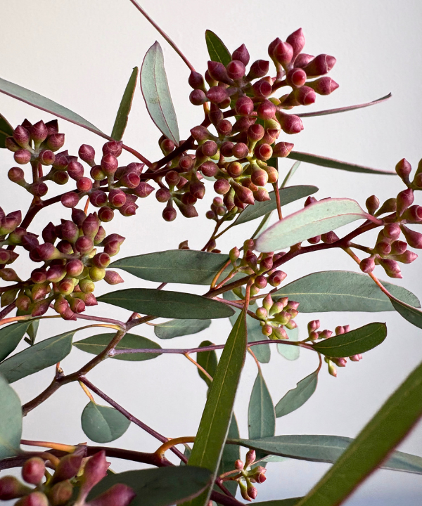 Eucalyptus Seeded Bunch