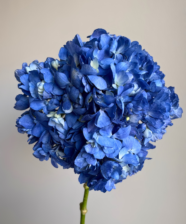 Hydrangea Shocking Blue Bunch