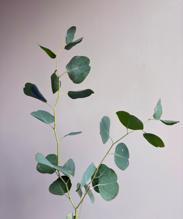 Eucalyptus Silver Dollar Bunch
