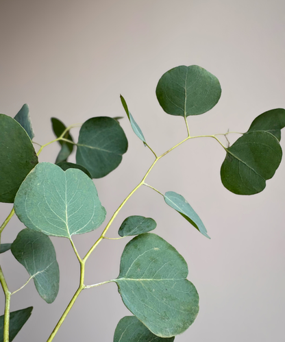 Eucalyptus Silver Dollar Bunch